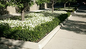 Chicago Urban Landscaping